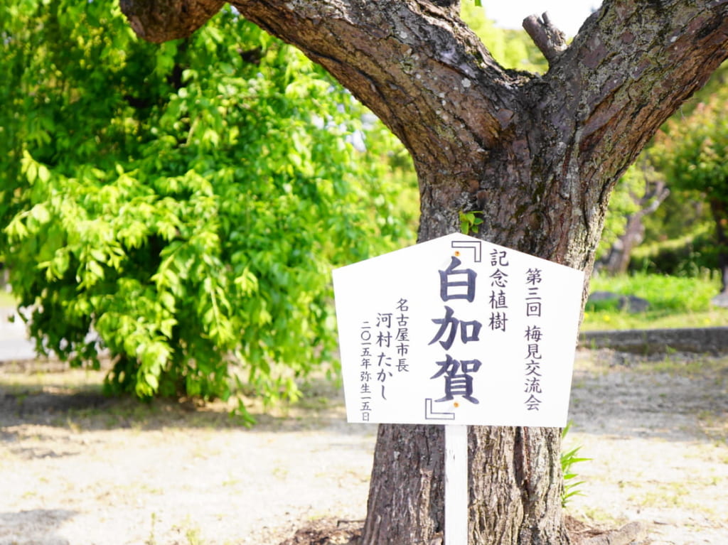 名古屋市長植樹の梅の木