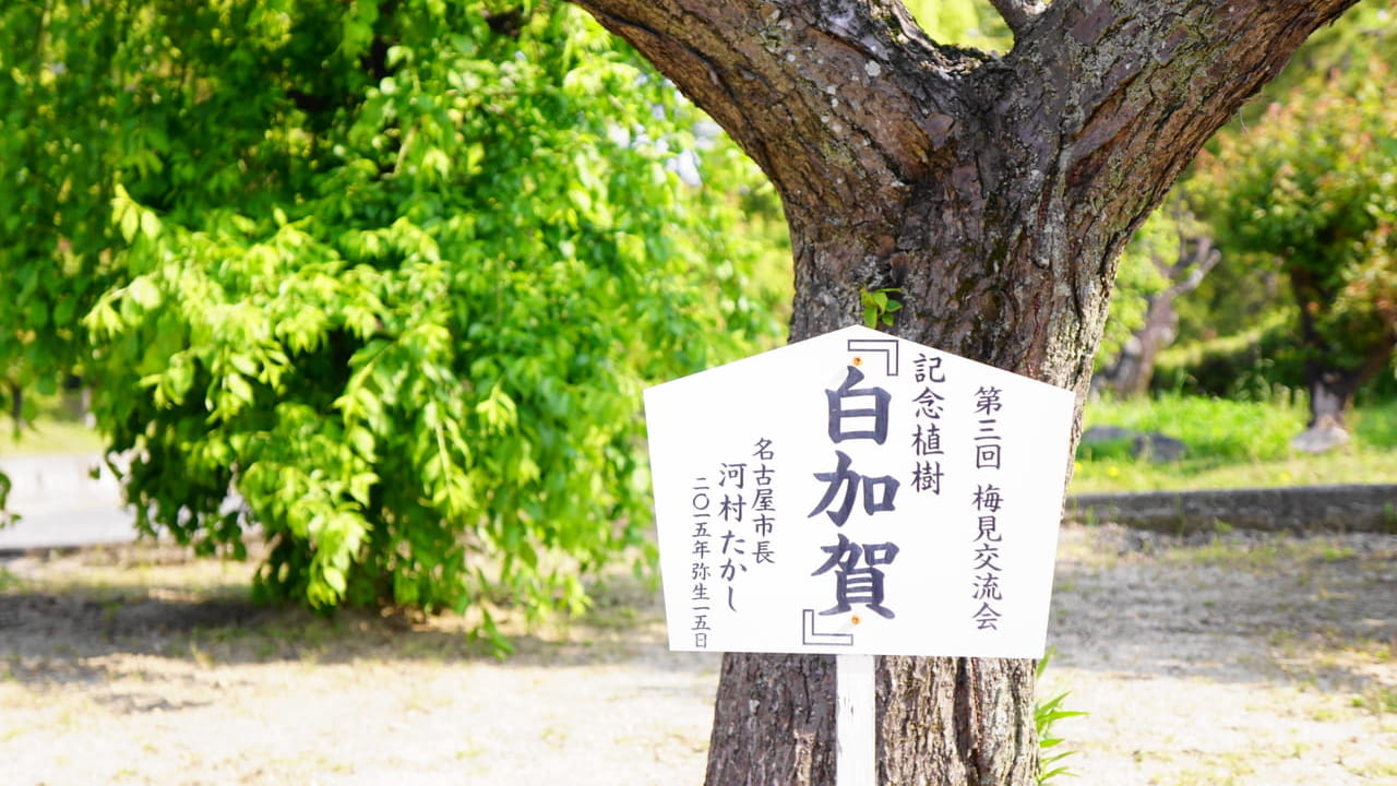 名古屋市長植樹の梅の木