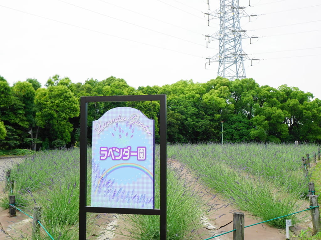 荒子川公園のラベンダー畑