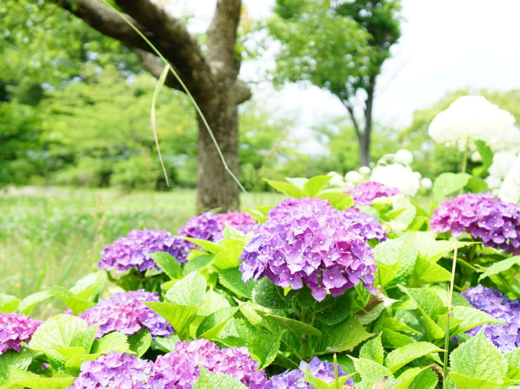 紫の紫陽花
